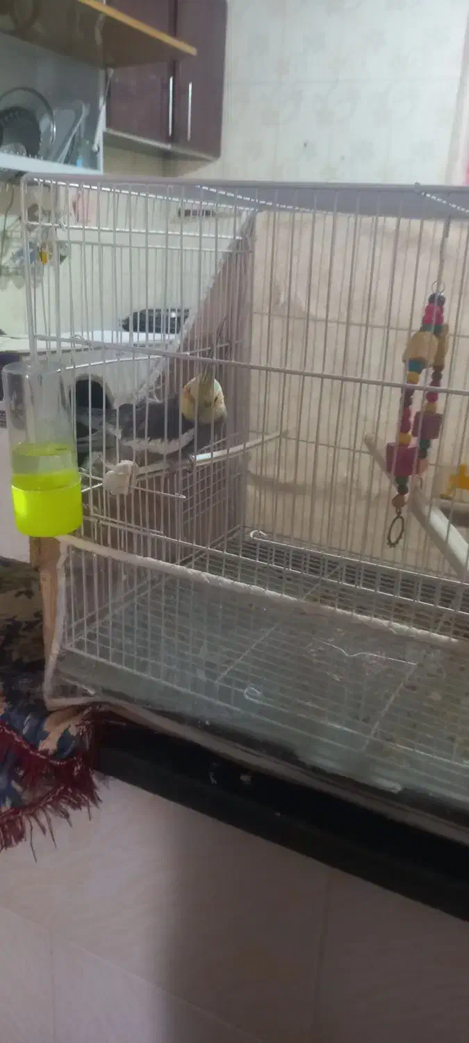 عروس هلندی سخنگو|پرنده|زبرخان, |دیوار