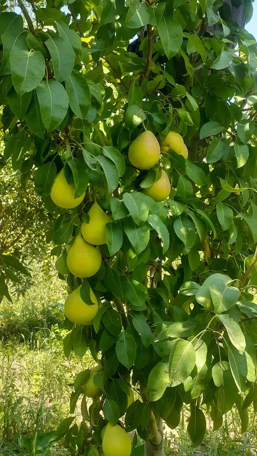 باغ روستای خوش آب و هوای زواریان|فروش زمین و ملک کلنگی|سلفچگان, |دیوار