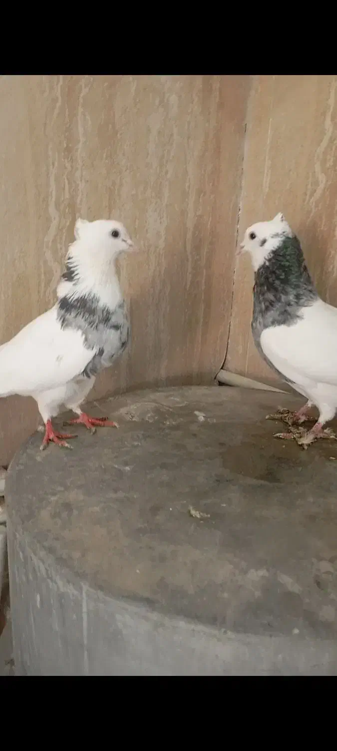 طوقی الماسی|پرنده|دره شهر, |دیوار