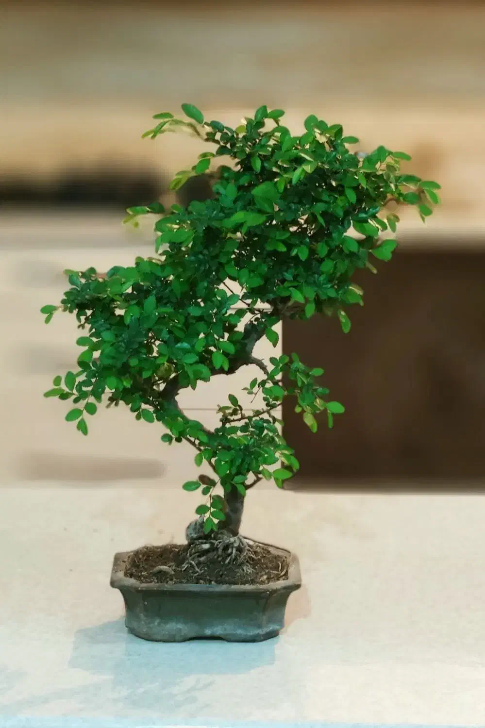 بونسای|گل و گیاه طبیعی|لشت نشا, |دیوار