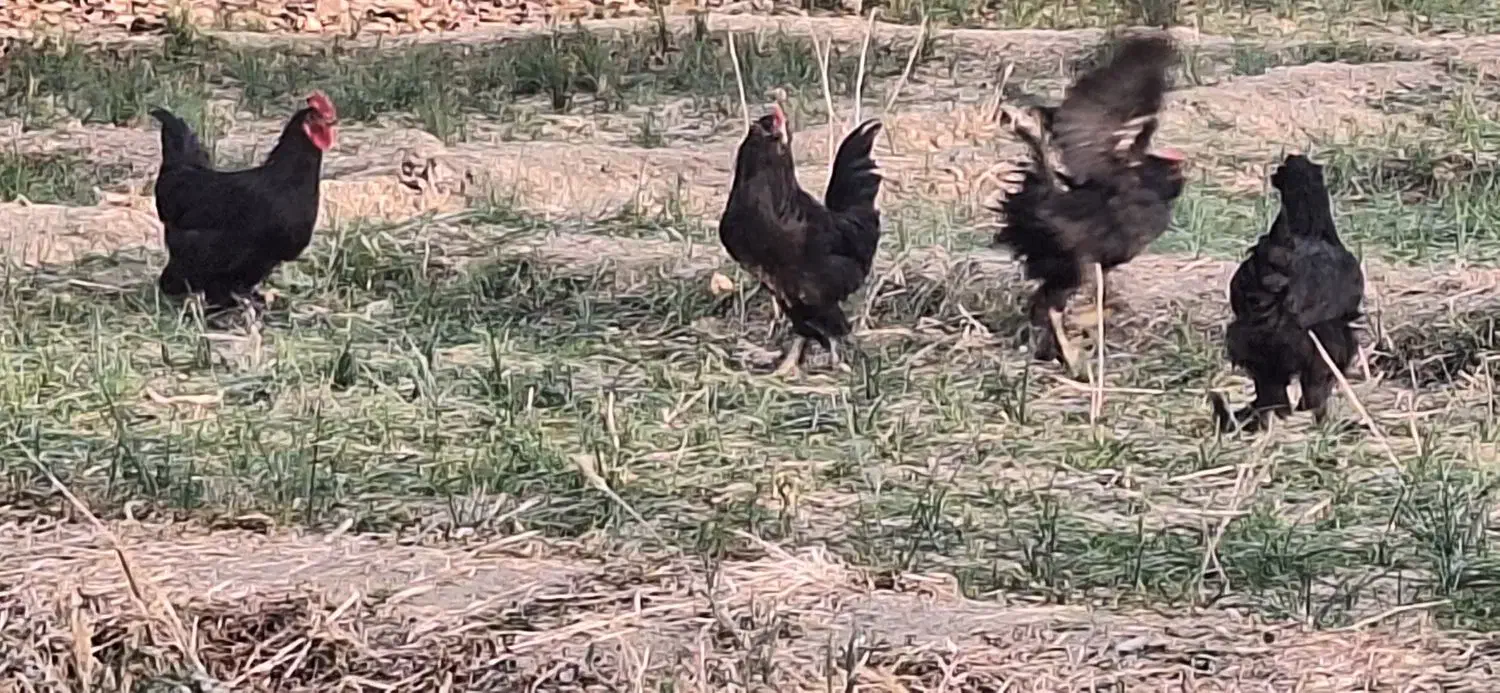 خروس مرندی|حیوانات مزرعه|کمیجان, |دیوار