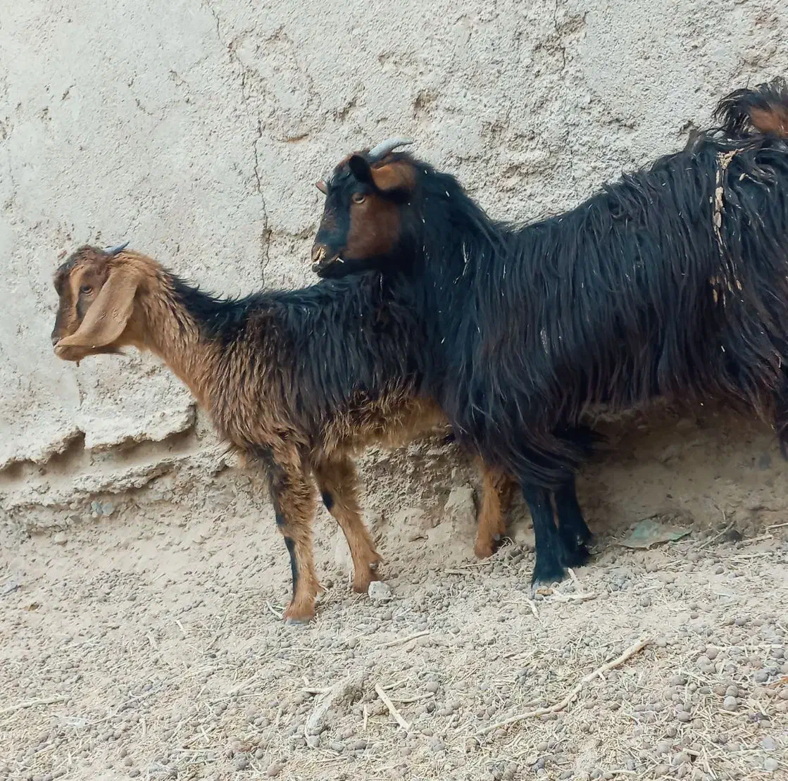 دوتا.کهره مری جملی|حیوانات مزرعه|زابل, |دیوار