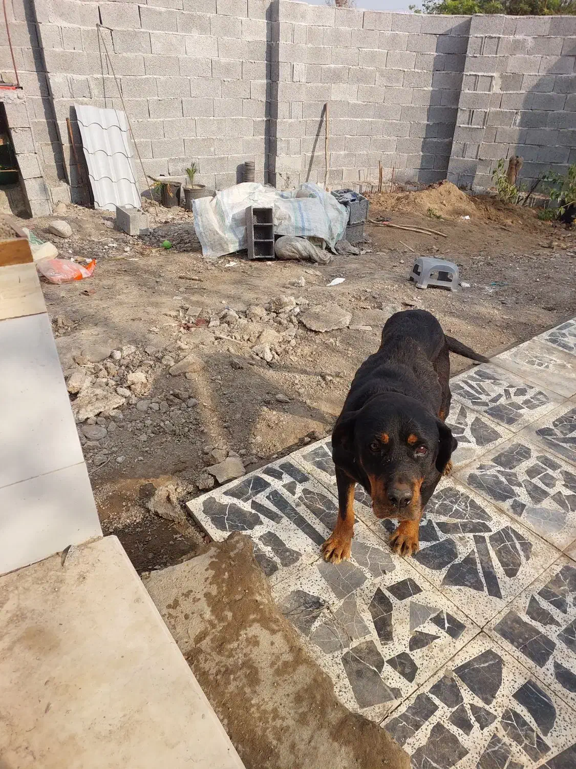 سگ ماده نژاد رتوایلر|سگ|آستانه اشرفیه, |دیوار