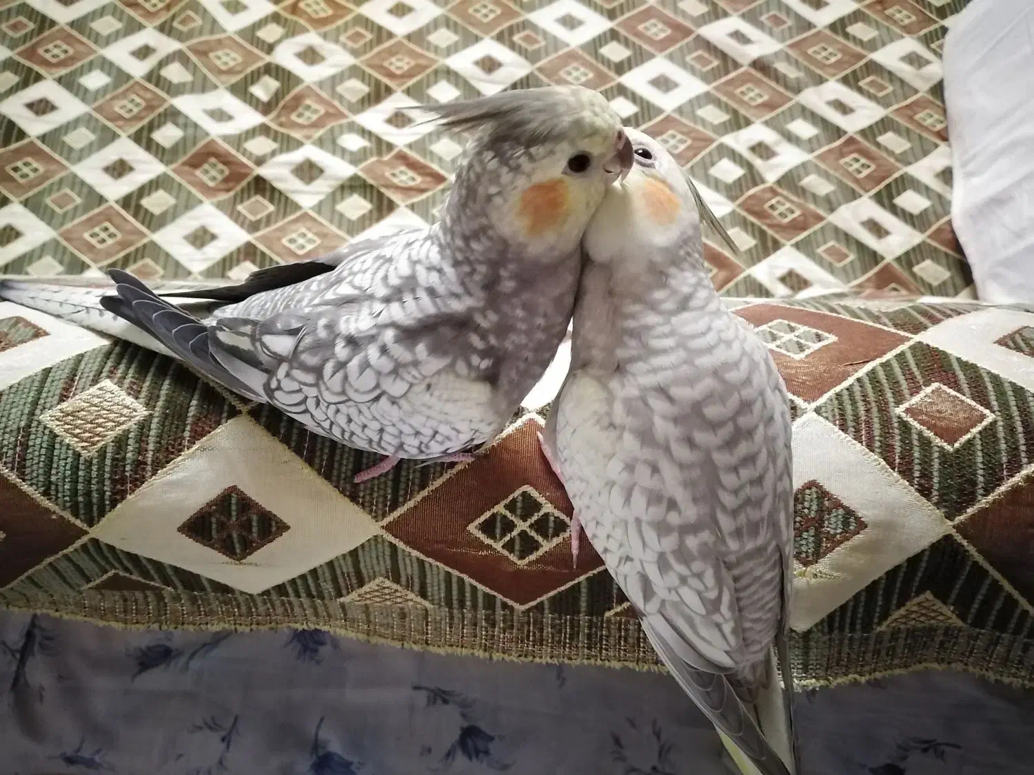 عروس هلندی ماده|پرنده|تبریز, |دیوار