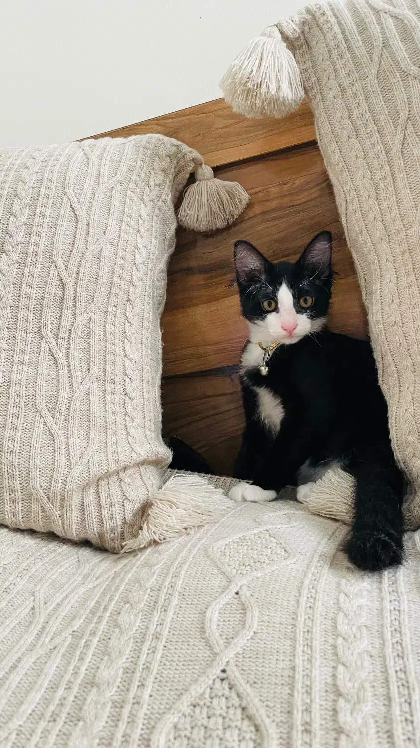 گربه نژاد ترکیبی dhs و گربه ی مو بلند|گربه|رشت, لاکانی|دیوار