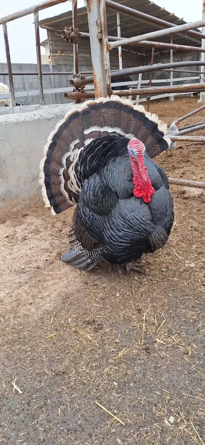 بوقلمون نر دو ساله و نیم سنگین وزن|حیوانات مزرعه|فلاورجان, |دیوار