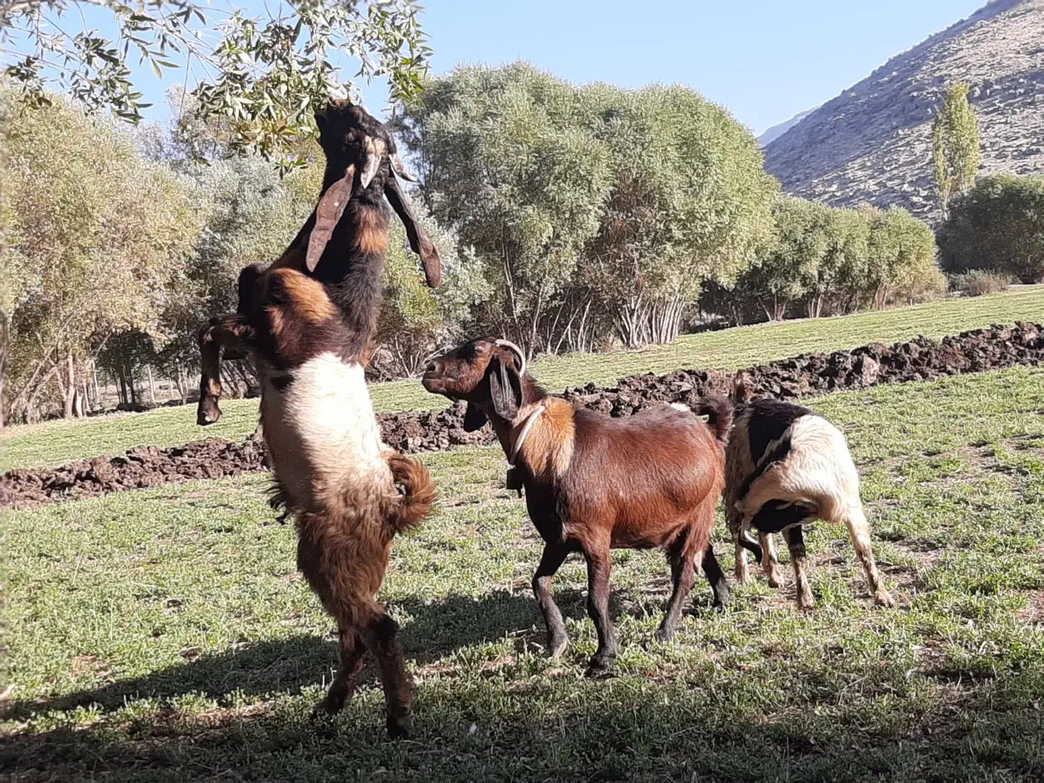 بزغاله نر|حیوانات مزرعه|دینور, |دیوار