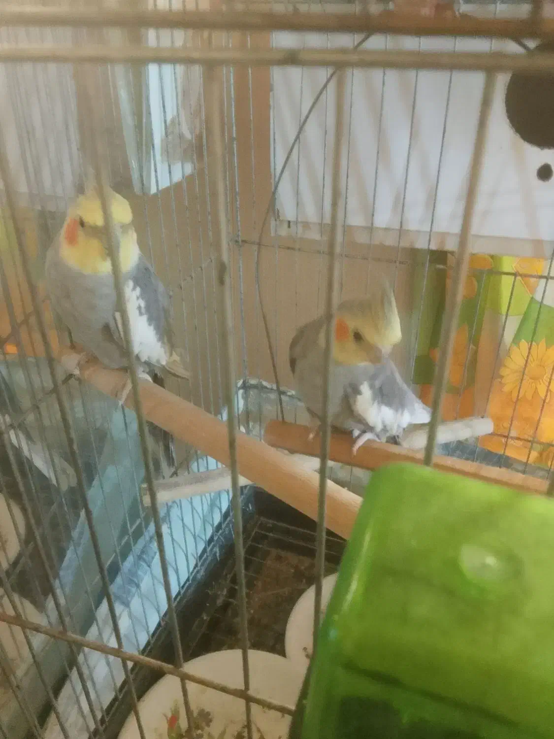 عروس هلندی بالغ|پرنده|پاکدشت, پاکدشت (مامازند)|دیوار