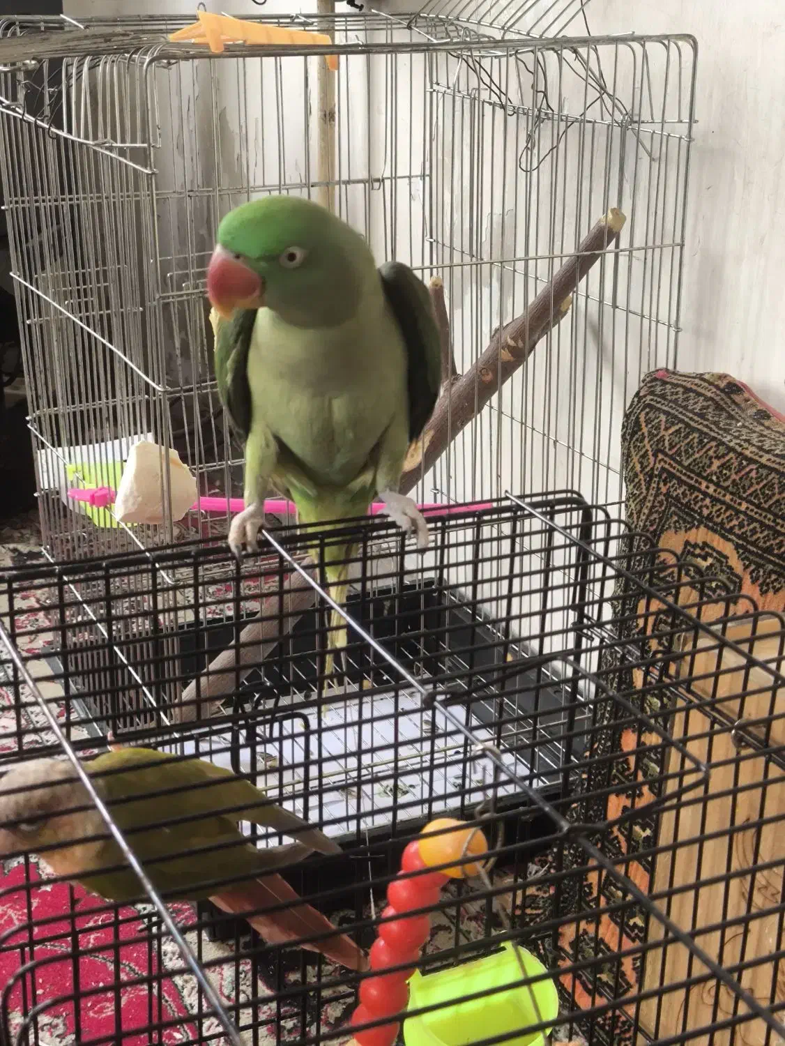 فروش پرنده طوطیسان|پرنده|رشت, احمد گوراب|دیوار