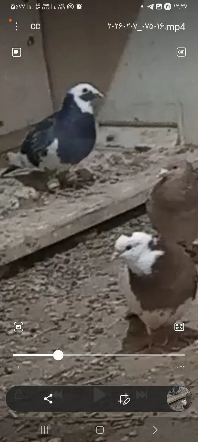 گمشده|حیوانات|نیشابور, مازول|دیوار