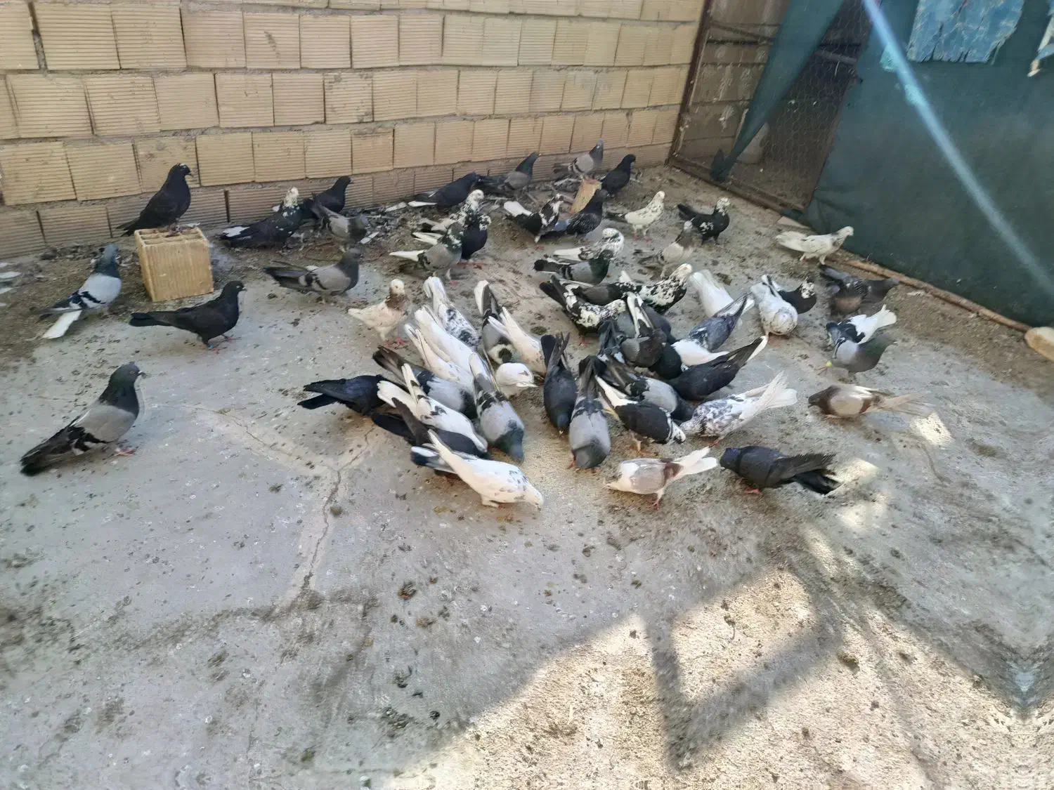 کبوتر اصفهانی|پرنده|خمینیشهر, |دیوار