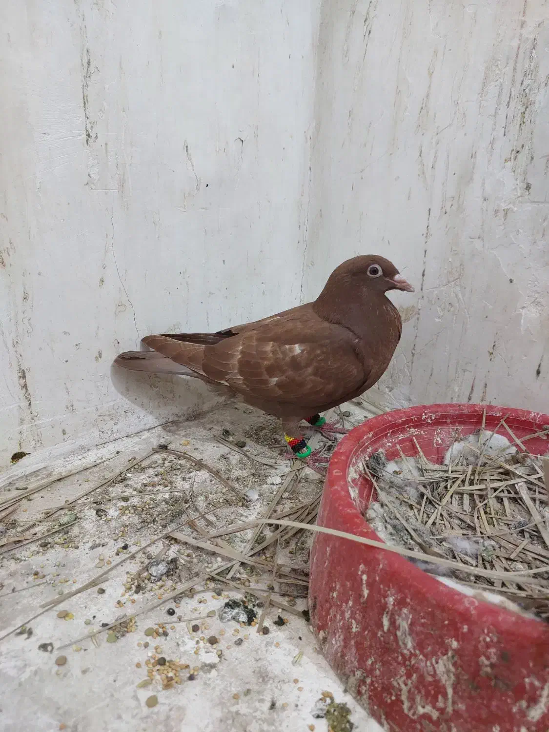 کبوتر|پرنده|برازجان, |دیوار