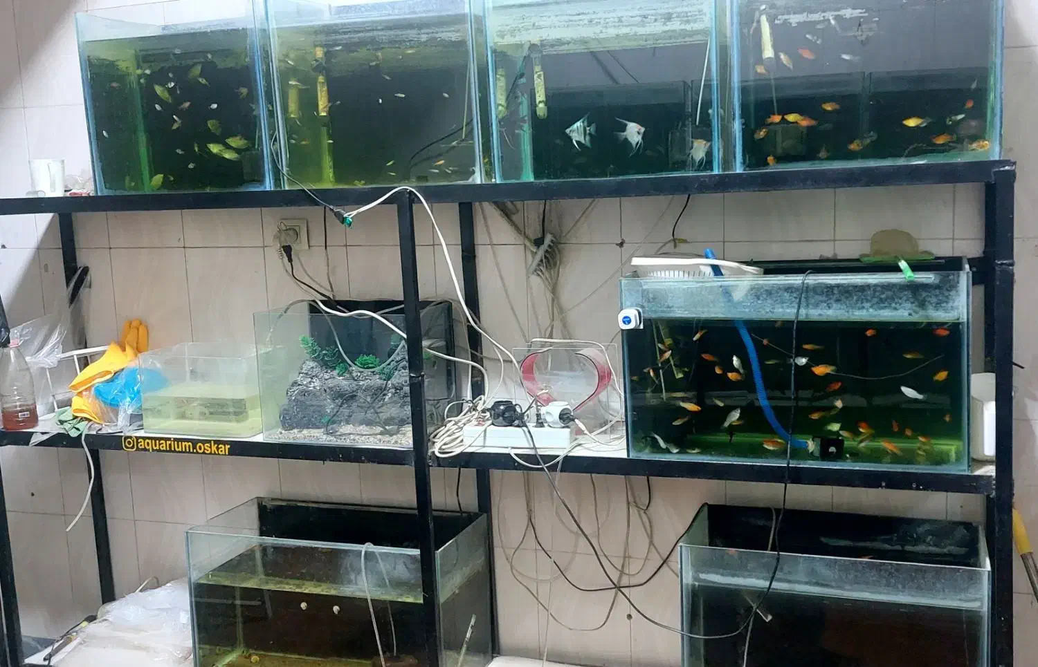 فروش کلیه وسایل و تجهیزات و ماهی آکواریوم|ماهی|اسلامآباد غرب, |دیوار