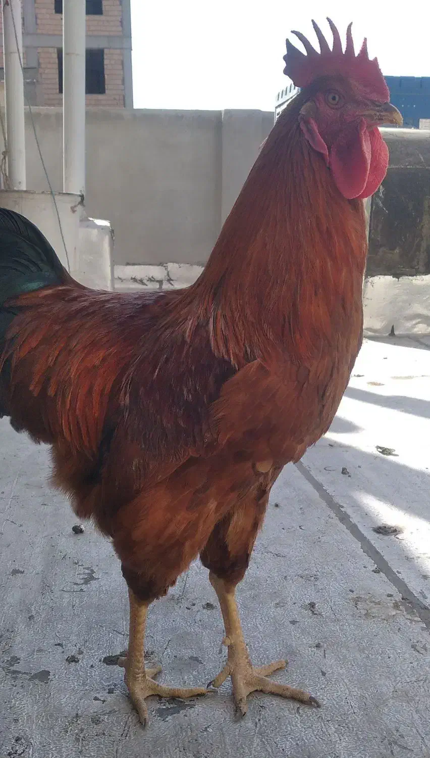 خروس محلی دورگه|حیوانات مزرعه|بهارستان, |دیوار