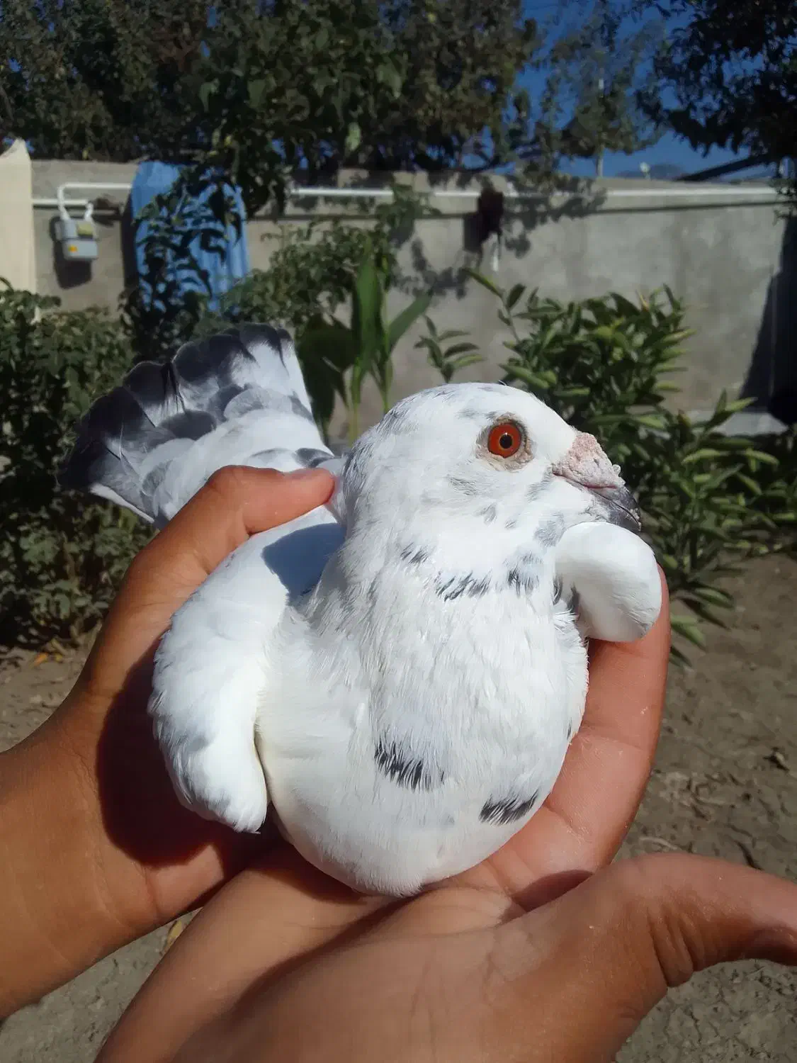 کبوتر جفتکاهی|پرنده|گالیکش, |دیوار