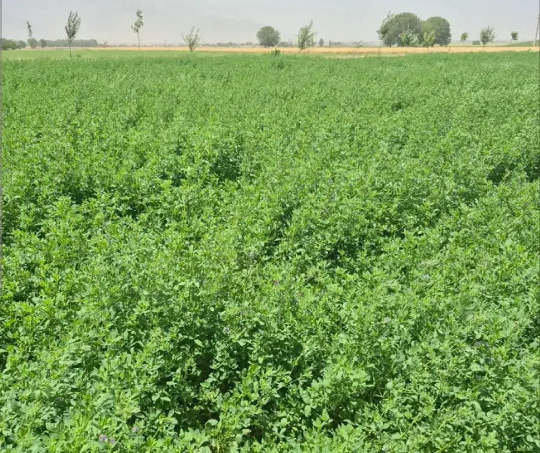 یونجه پر برگ سرسبز چین دوم و سوم|لوازم جانبی حیوانات|خوی, |دیوار