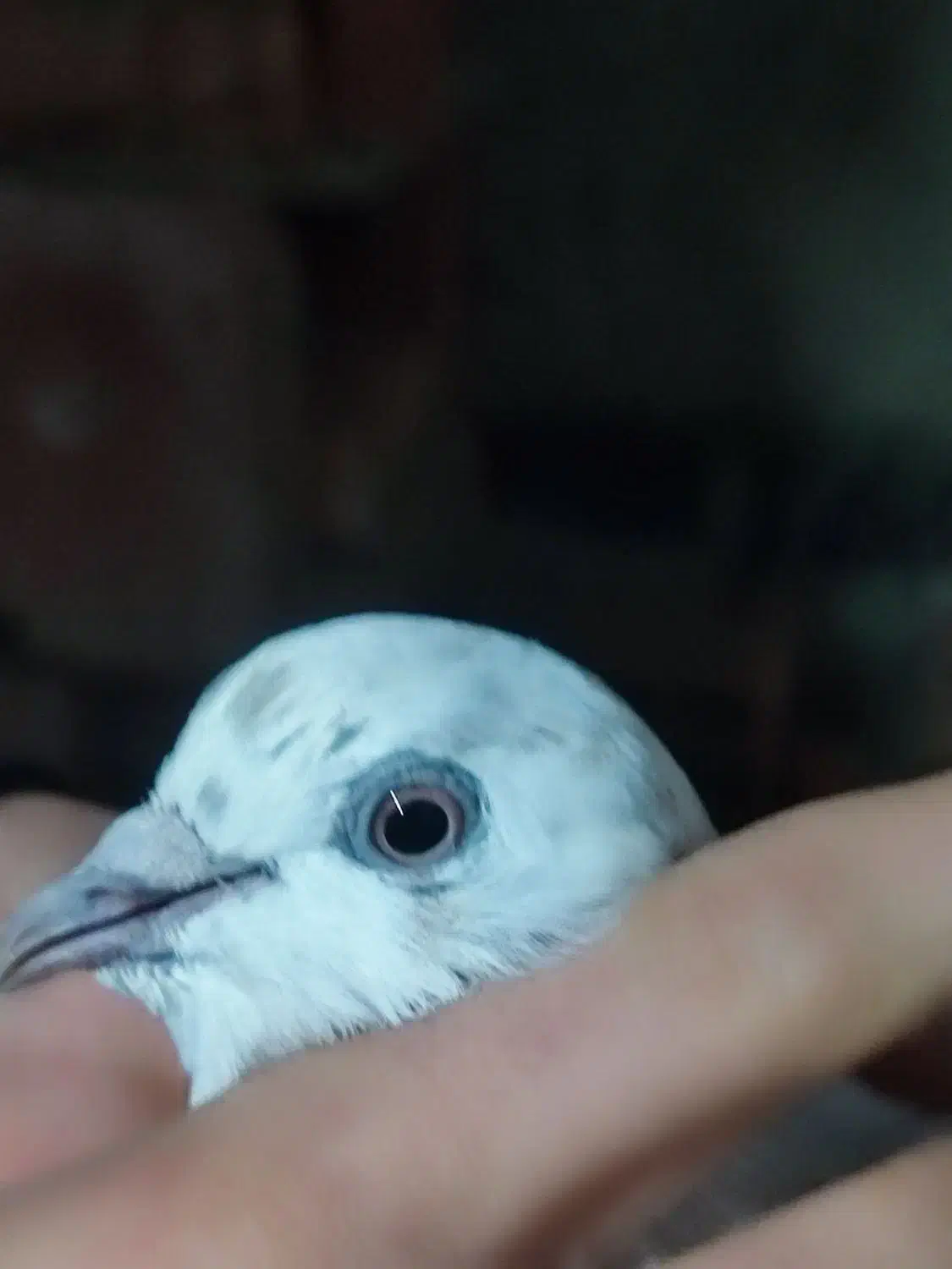 کبوتر|پرنده|اردبیل, |دیوار