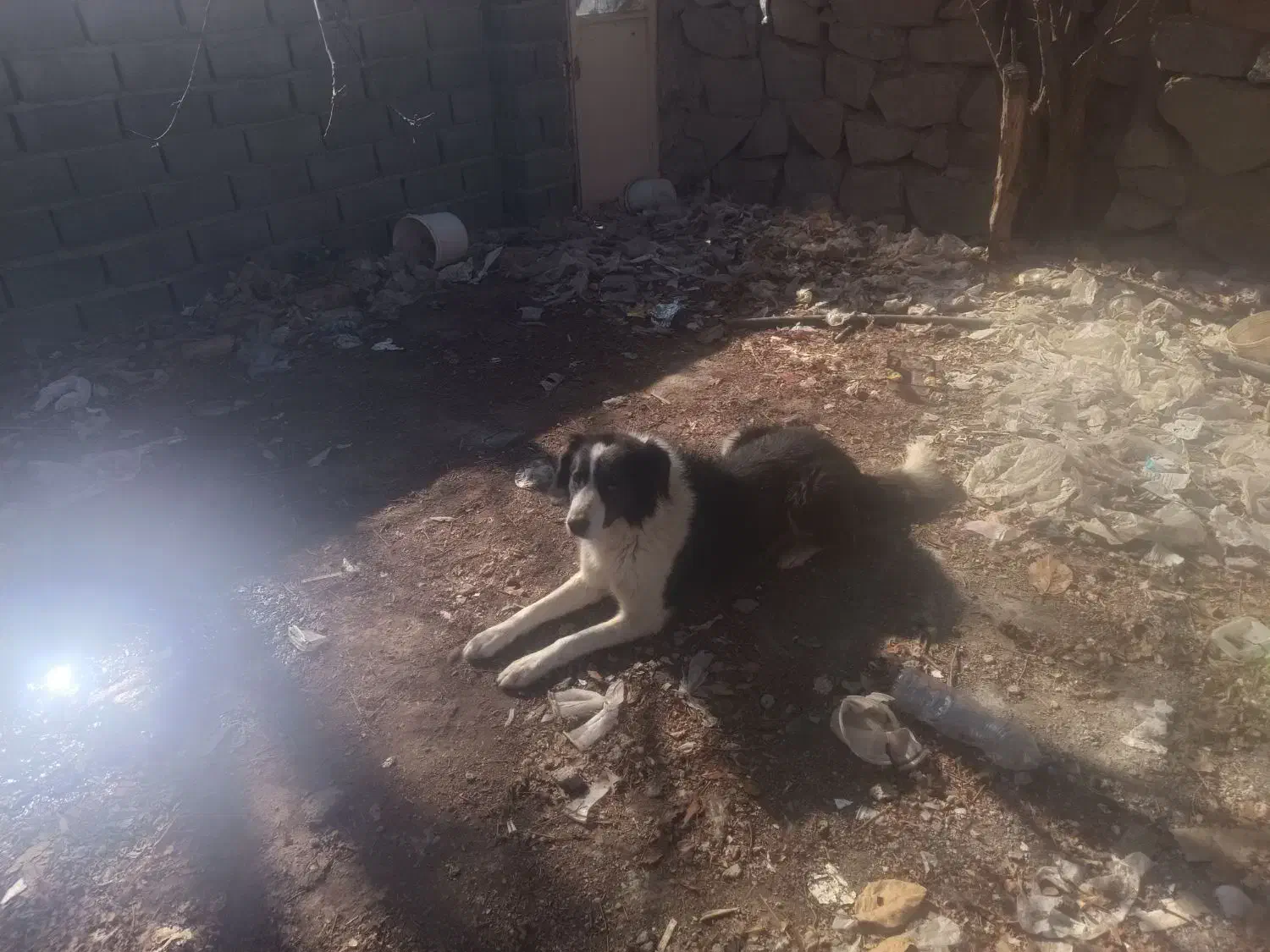 واگذاری سگ|سگ|قمصر, |دیوار