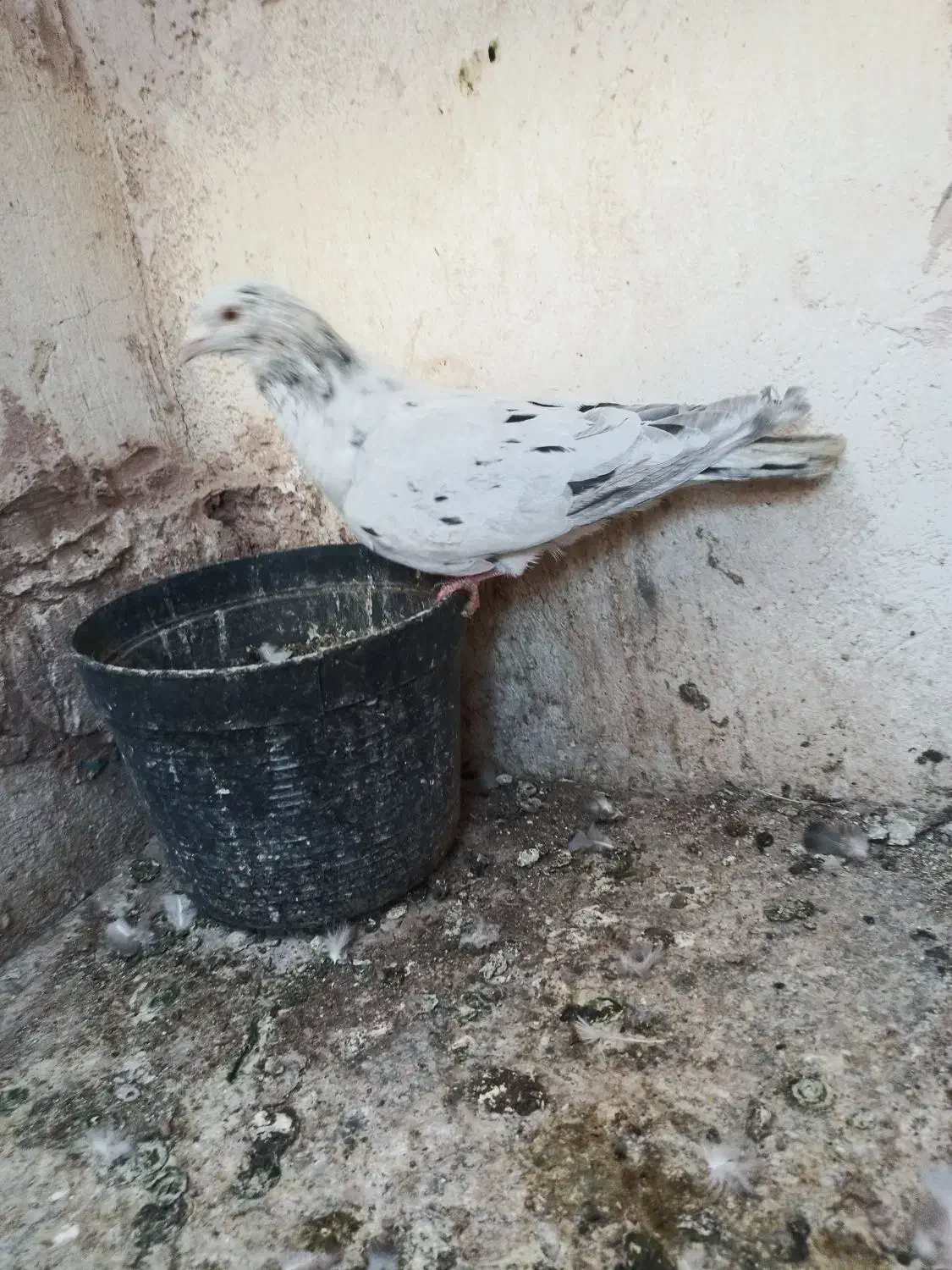 کفتر پرشی|پرنده|سبزوار, جهاد کشاورزی|دیوار