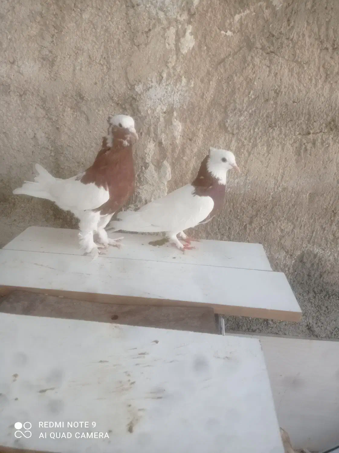 کبوتر طوقی|پرنده|شیراز, گلستان|دیوار