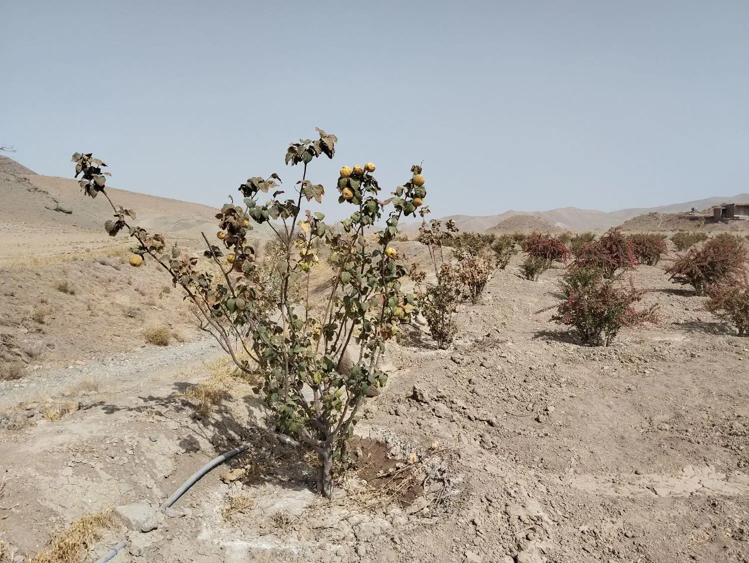 فروش چاه کشاورزی دربست|فروش زمین و ملک کلنگی|قائن, |دیوار