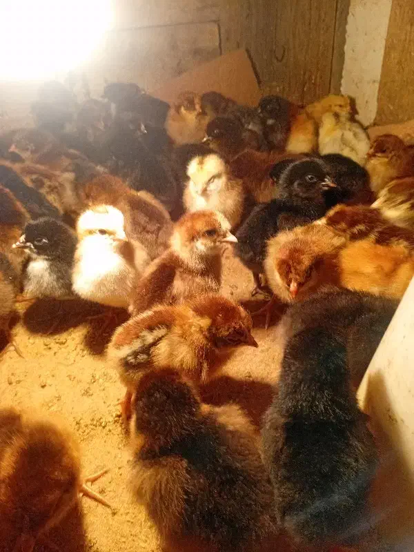 جوجه ۱۰روزه|حیوانات مزرعه|بندر گناوه, |دیوار