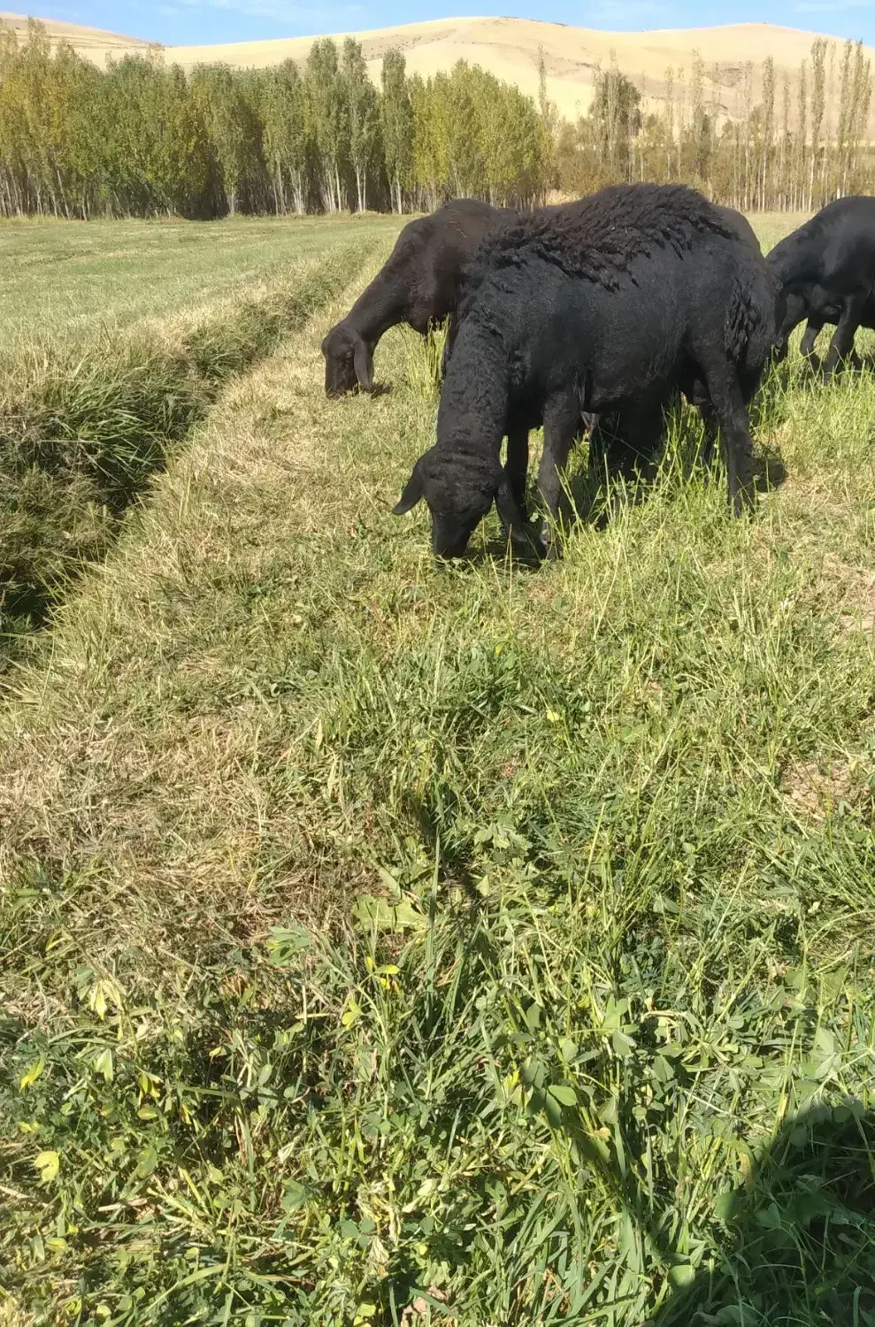 قوچ قره قزل|حیوانات مزرعه|زنجان, |دیوار