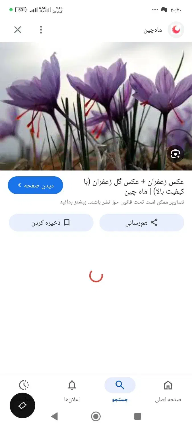 گل زعفران|خدمات باغبانی و درختکاری|تربتحیدریه, شهرک ولیعصر|دیوار