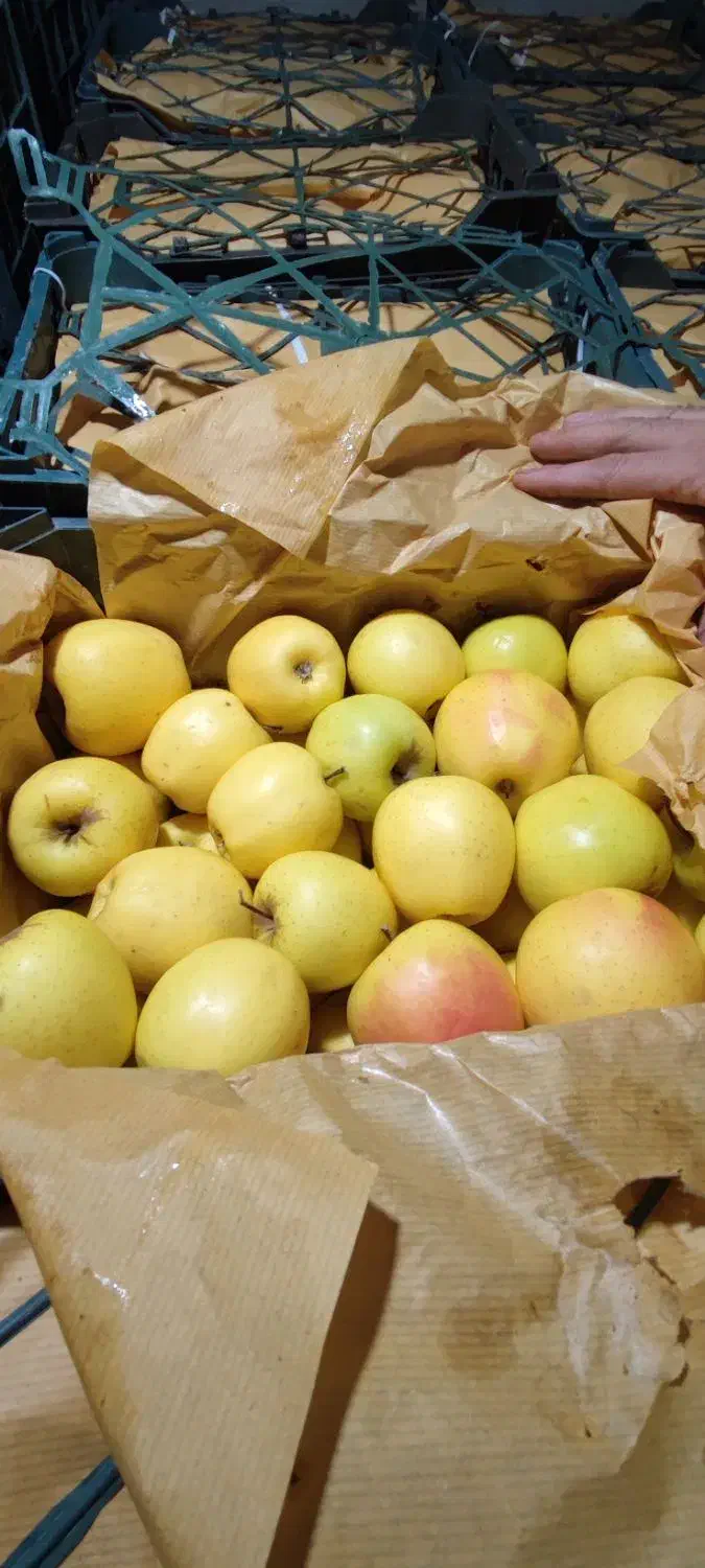 سیب سفید|خوردنی و آشامیدنی|مرند, |دیوار