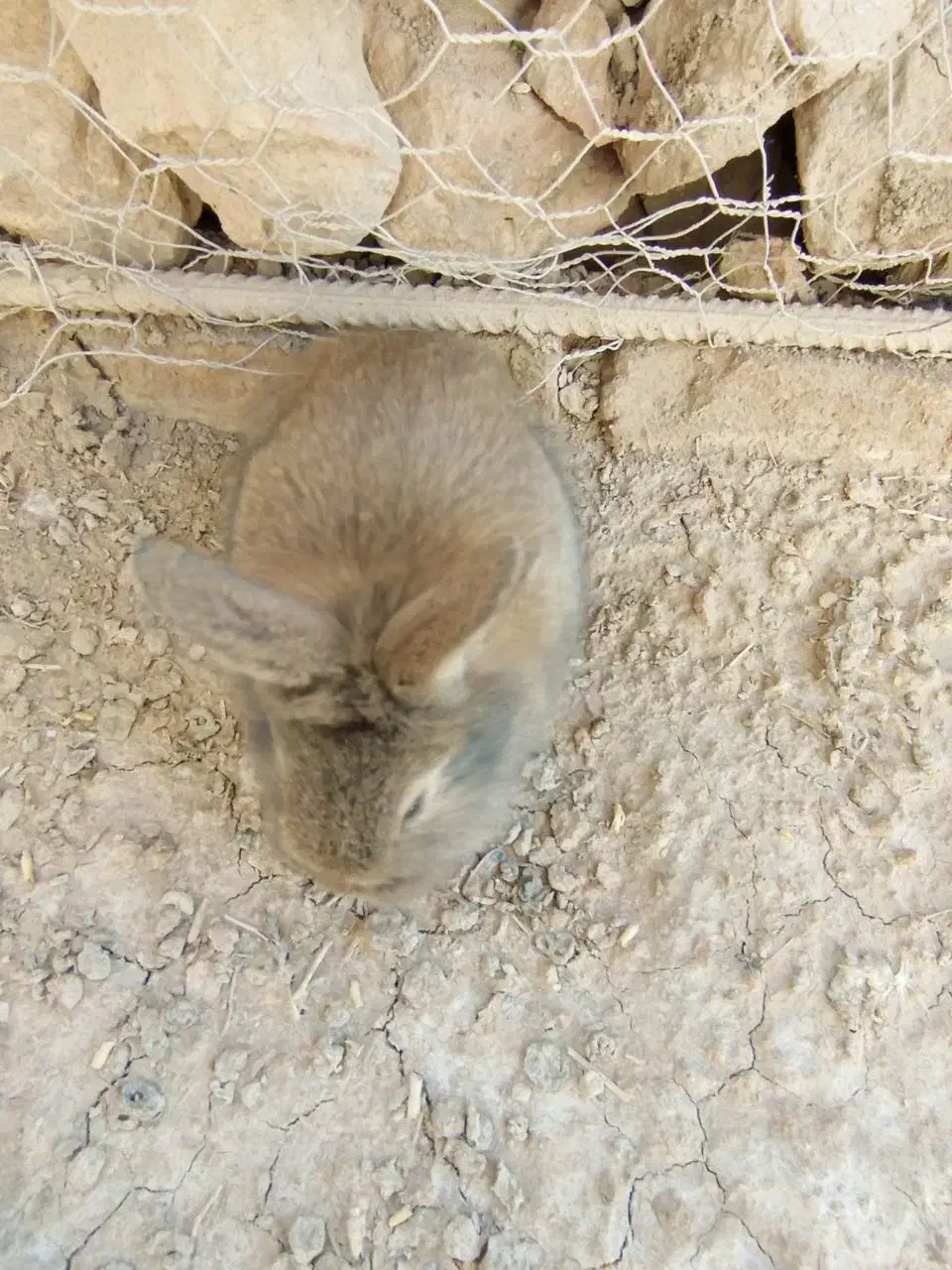 بچه خرگوش|موش و خرگوش|خمک, |دیوار