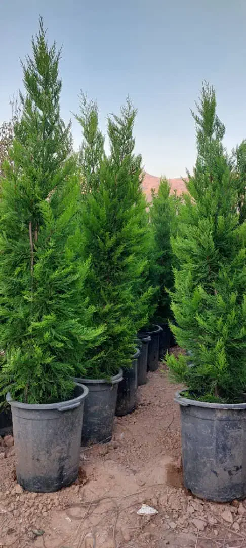 درخت تزئینی و بابا آدم|گل و گیاه طبیعی|شیراز, میرزاکوچک خان|دیوار