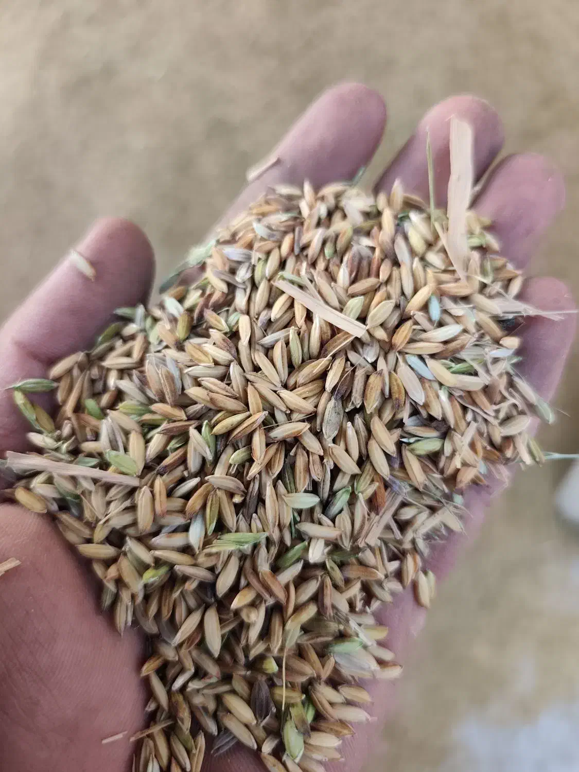 شلتک شلتوک برنج|عمده‌فروشی|کرخه, |دیوار