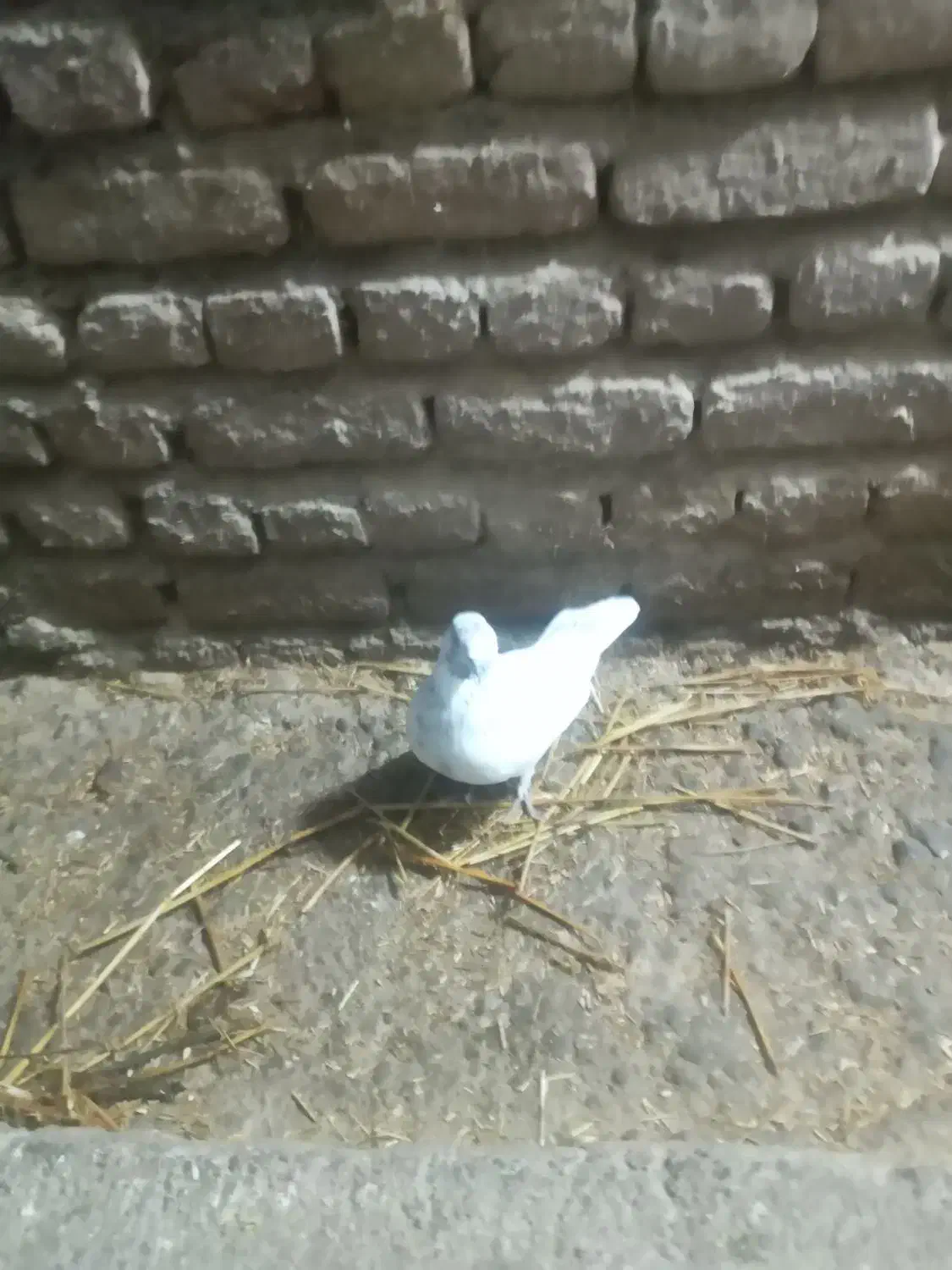 کبوتر صید شده|پرنده|ثمرین, |دیوار