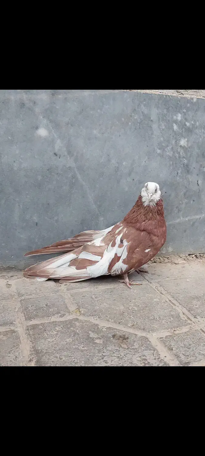 سرور ماده|پرنده|ابهر, |دیوار