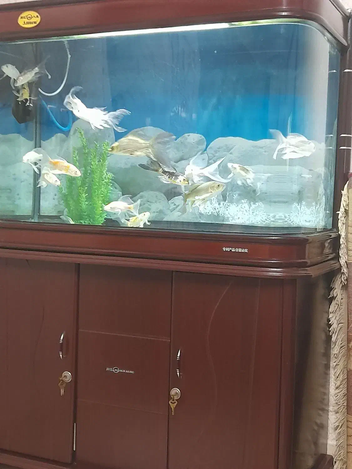 آکواریوم خم جیانگ اصل|ماهی|تبریز, |دیوار