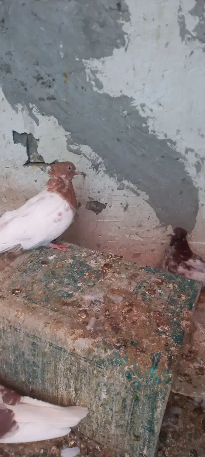 ماده زاغ دم سفید نر پلنگ ماده کله‌ی|پرنده|دورود, |دیوار