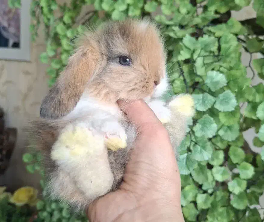 خرگوش های خانگی tedy|موش و خرگوش|کرج, کیانمهر|دیوار