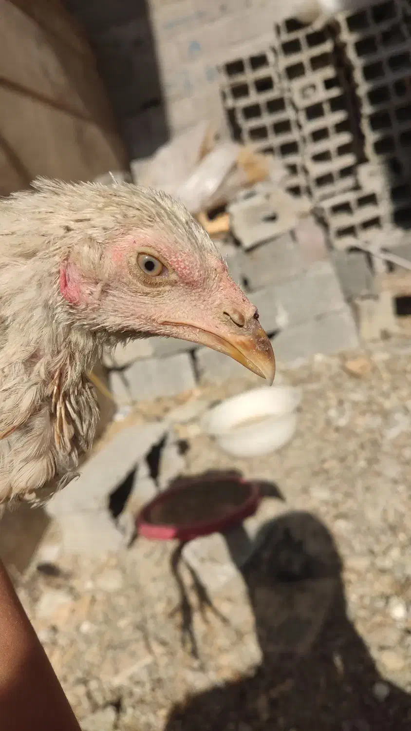 لاری|حیوانات مزرعه|کامیاران, |دیوار