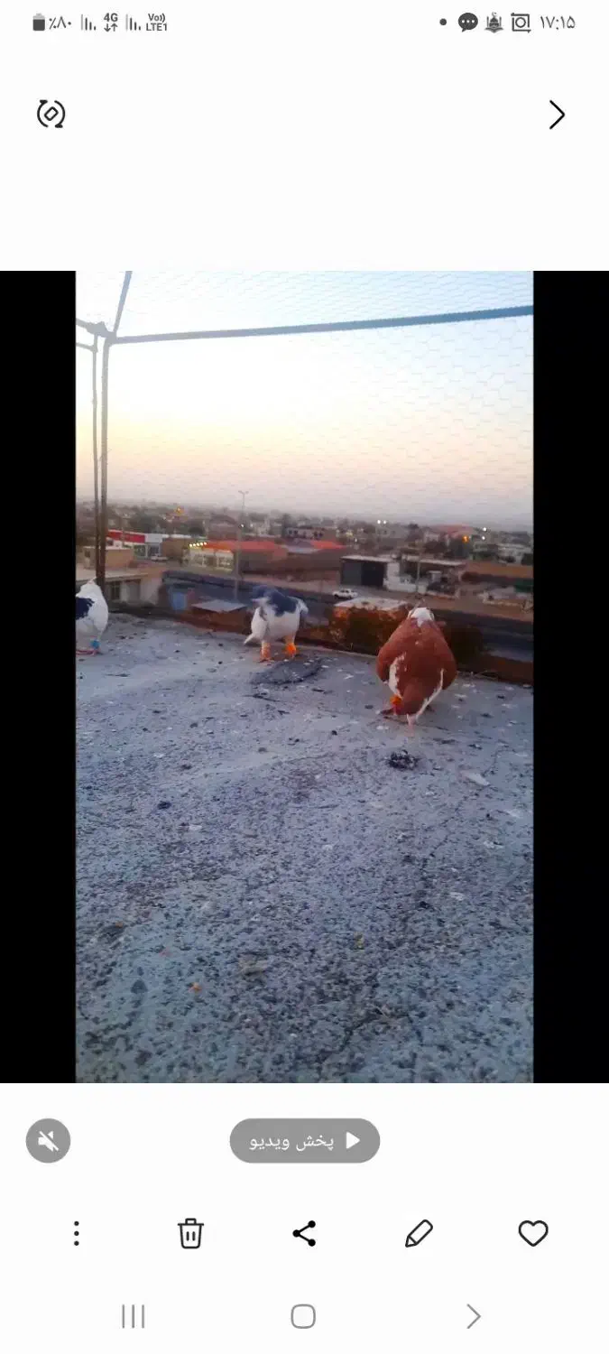 ۳کفتر رنگی|پرنده|تاکستان, |دیوار