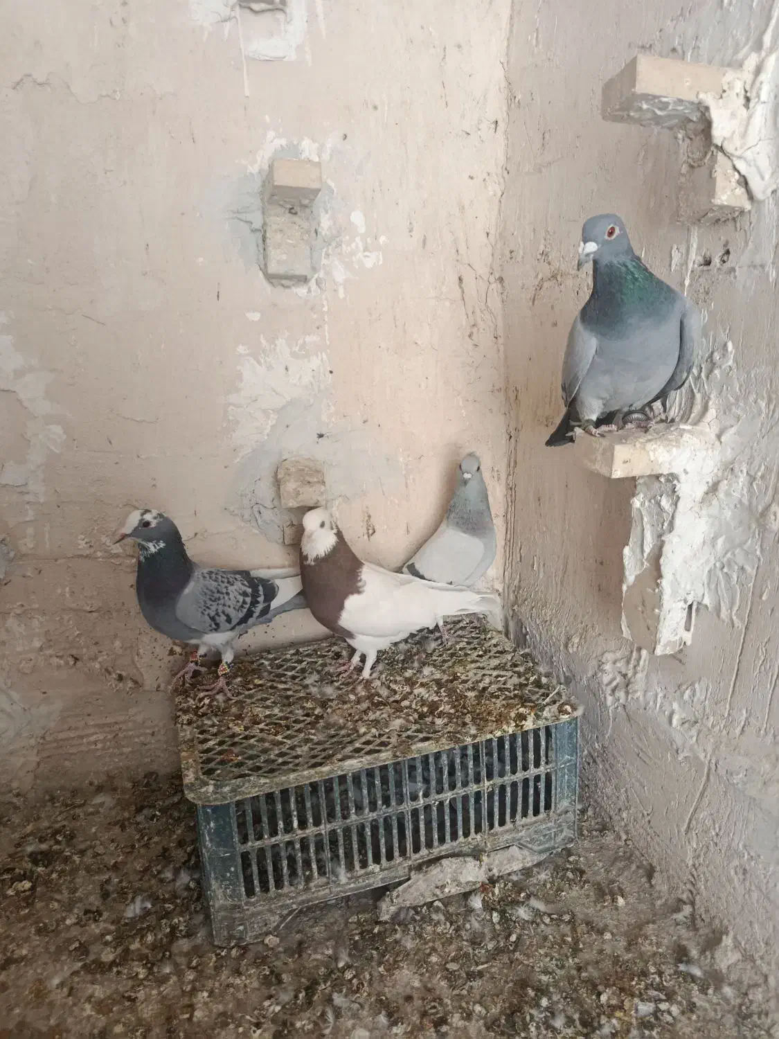 کفتر شکار|پرنده|یزدان شهر, |دیوار