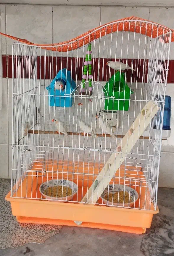 یک جفت فنچ مولد و ۳ جوجه|پرنده|اندیشه, اندیشه فاز ۱|دیوار