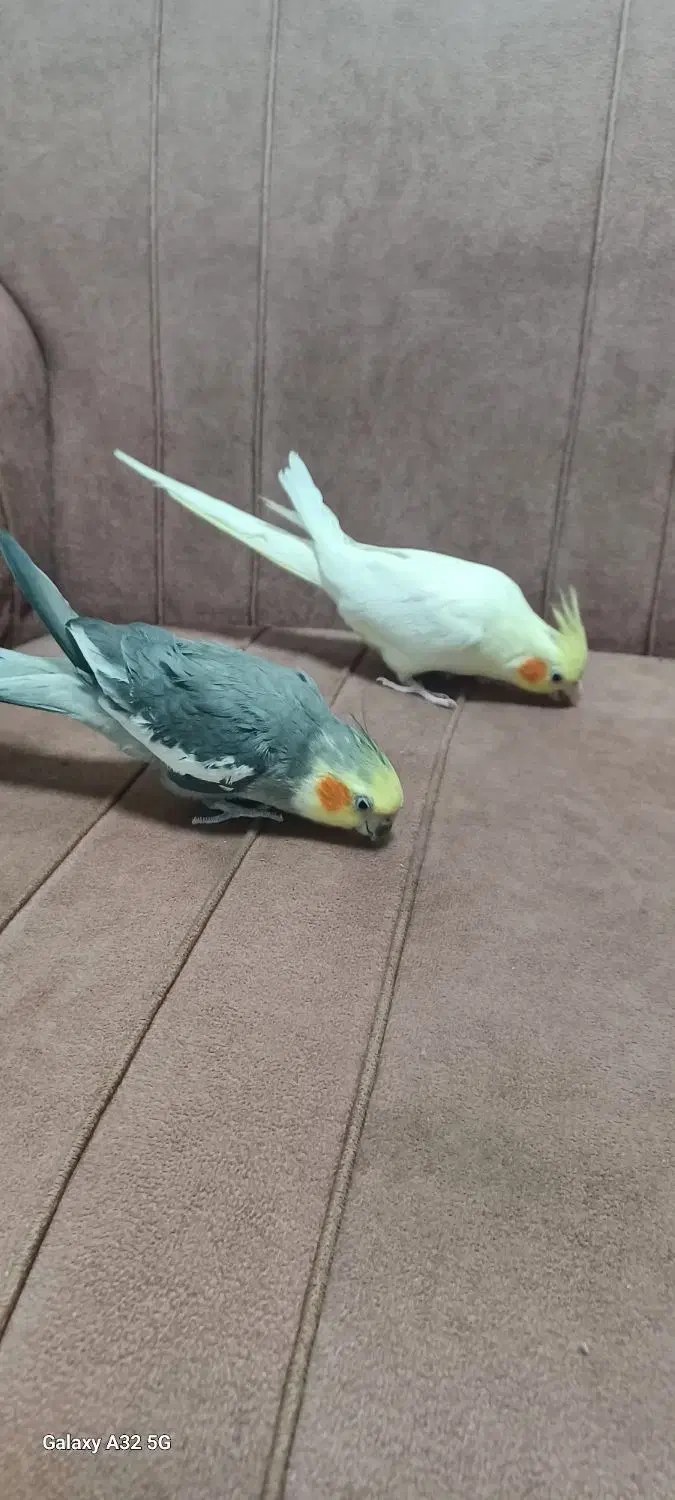 عروس هلندی نروماده مولد|پرنده|محمدشهر, شهرک چمران|دیوار