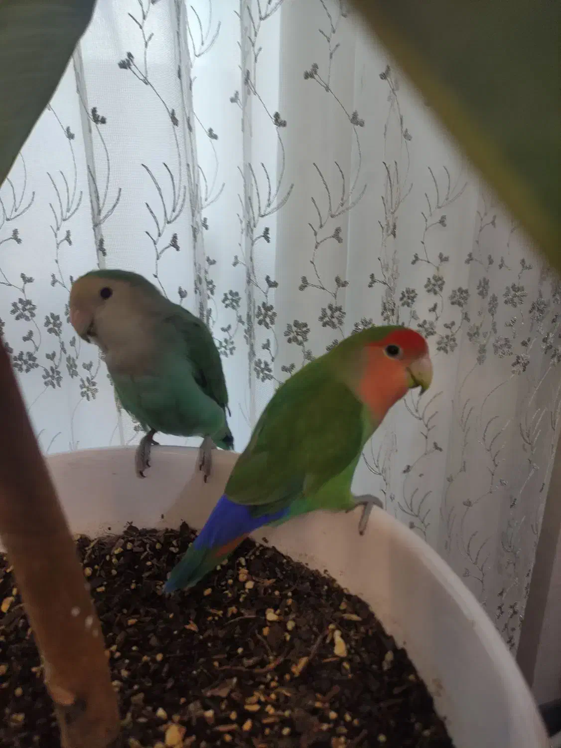 طوطی برزیلی|پرنده|اصفهان, کوی شهید کشوری|دیوار