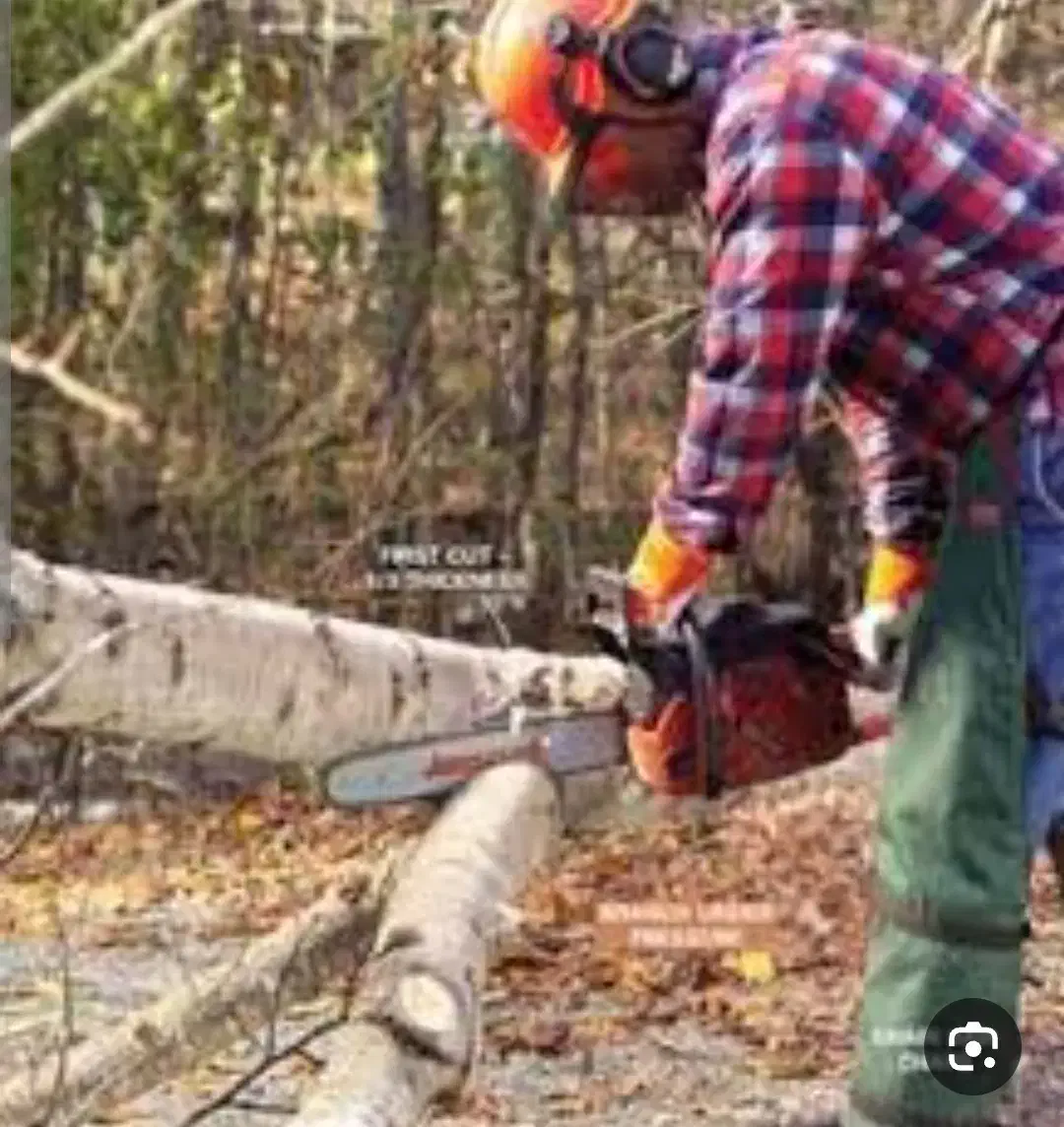 خرید فروش چوب از باغات وخانه های کلنگی|خدمات باغبانی و درختکاری|مرند, |دیوار