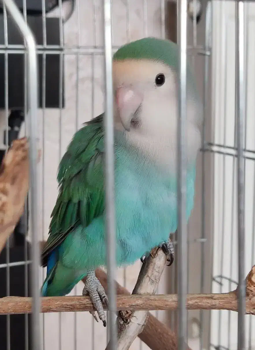 طوطی برزیلی|پرنده|سقز, |دیوار