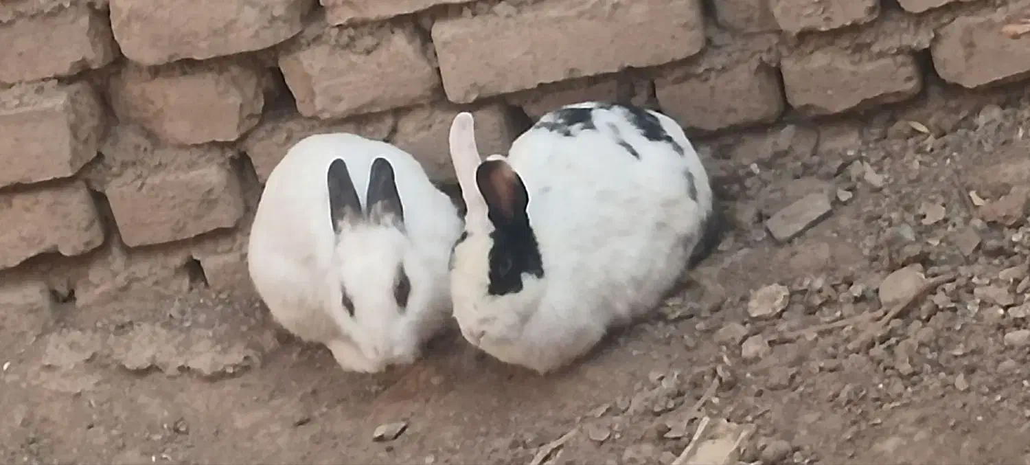 خرگوش|موش و خرگوش|بشاریات, |دیوار