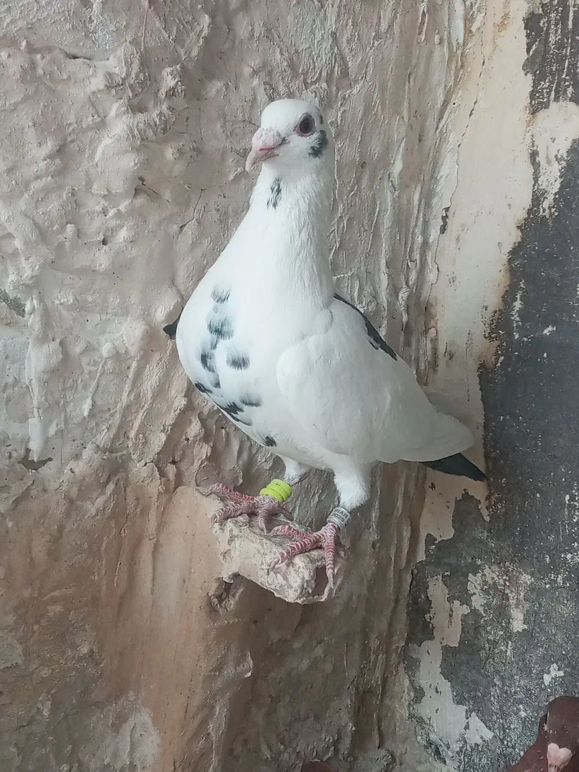 ماده پلنگ|پرنده|تربت‌حیدریه, باغ سلطانی|دیوار