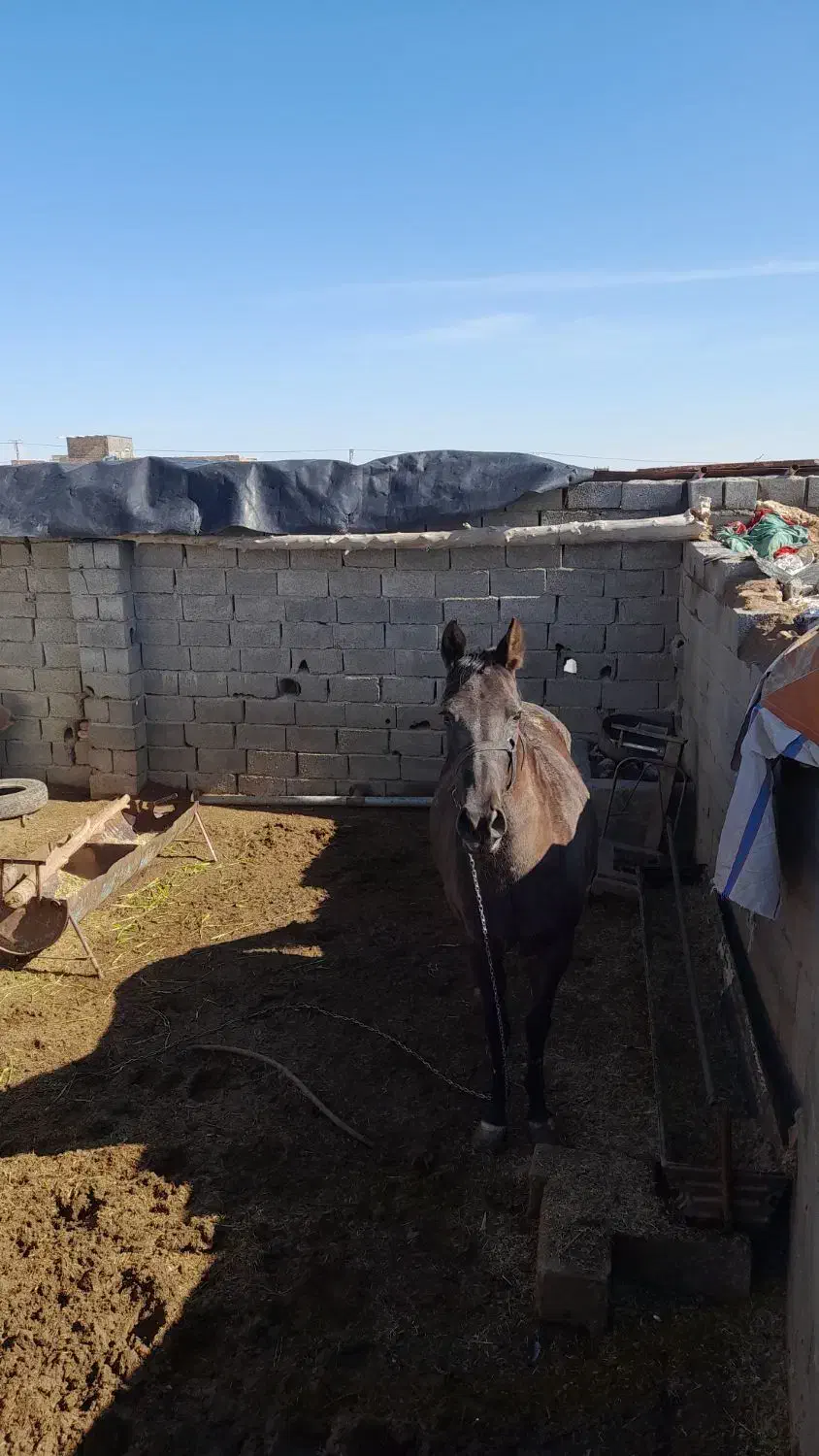 اسب ترکمن|اسب و تجهیزات اسب‌سواری|بیرجند, |دیوار