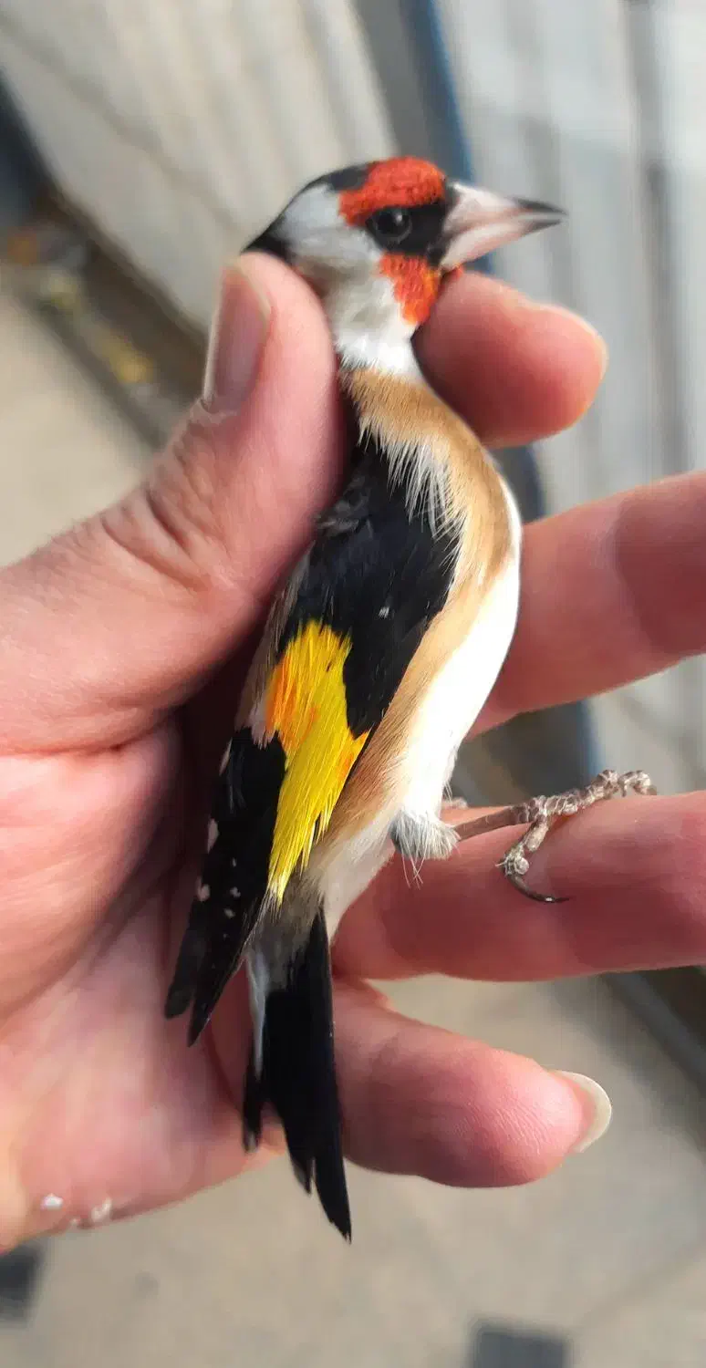 سهره پاییزه و قفسی جفتی قناری تازه تخت|پرنده|همدان, |دیوار