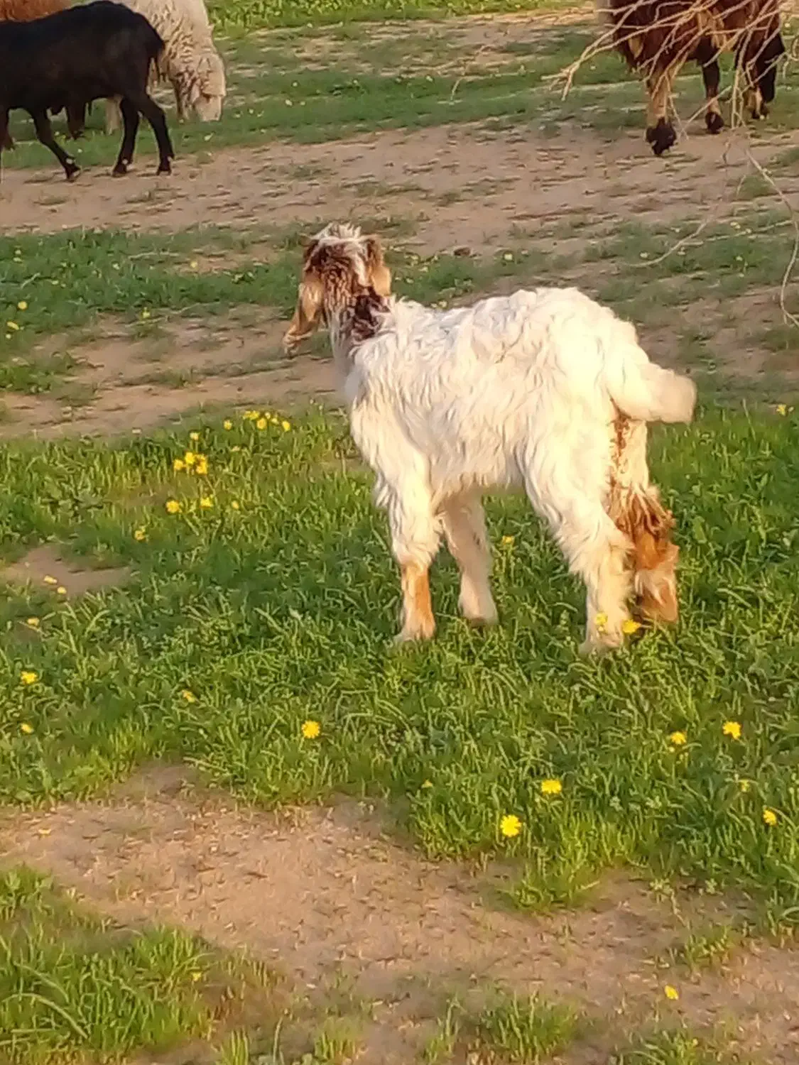 کره نر|حیوانات مزرعه|امیدیه, |دیوار